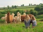 Llamas Llamas